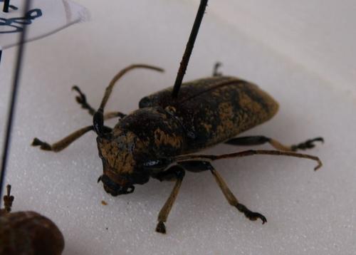 Réf. 196 796 : Batrachorhina pruinosa